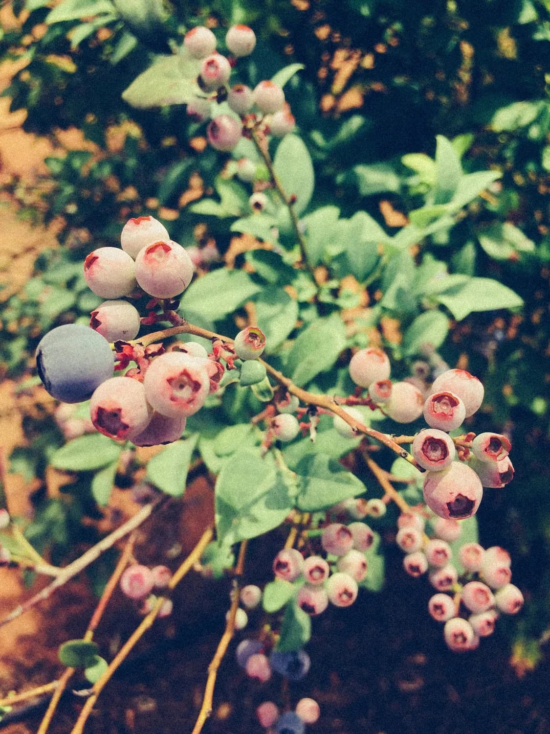 年入15万vs全年结果：蓝莓和黄晶果的种植选择
