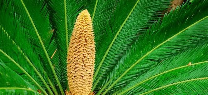 铁树果实有毒吗？了解这些常识保护自己（铁树毒性成分、食用注意事项和应急处理）