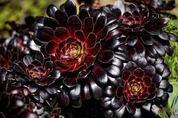黑法师莲花掌：多肉植物中的“黑玫瑰”