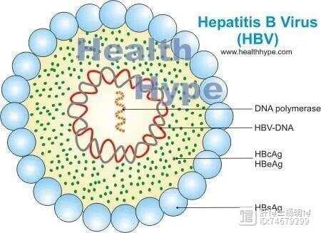 乙肝病毒的传播途径及常见误区