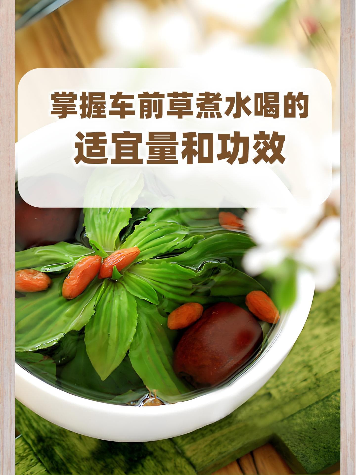 掌握车前草煮水喝的适宜量和功效