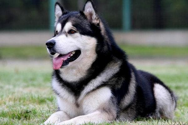 阿拉斯加雪橇犬：从工作犬到家庭宠物的完美转型