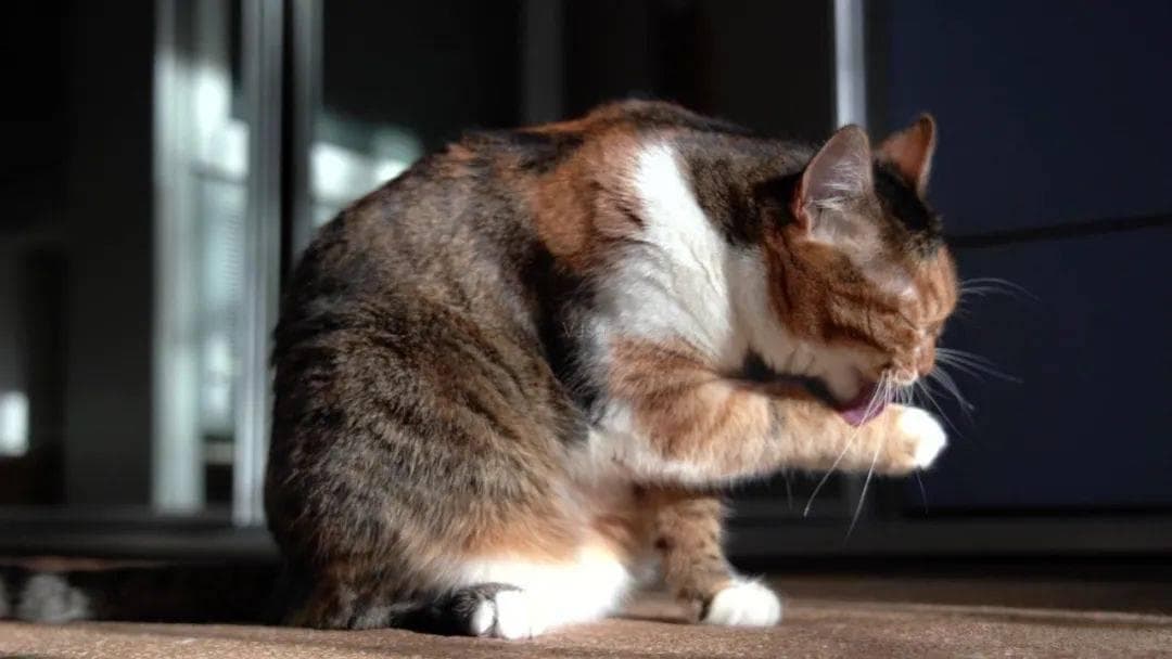 猫咪“舔毛”的行为，不只是自我清洁那么简单