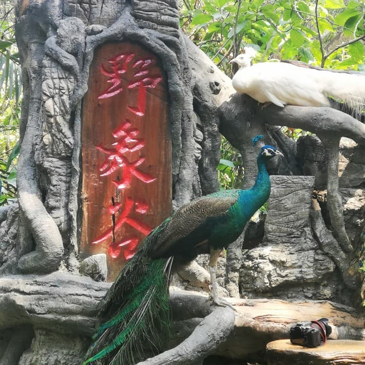 石家庄到西双版纳旅游攻略
