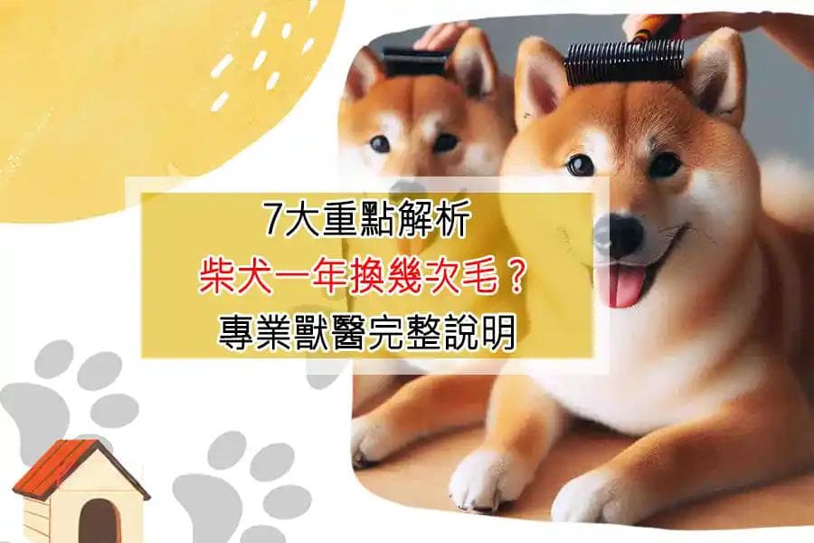 7大重點解析：柴犬一年換幾次毛？專業獸醫完整說明