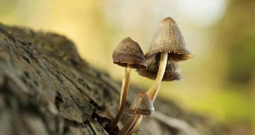 蘑菇生长需要哪些条件？它们的特性有哪些？