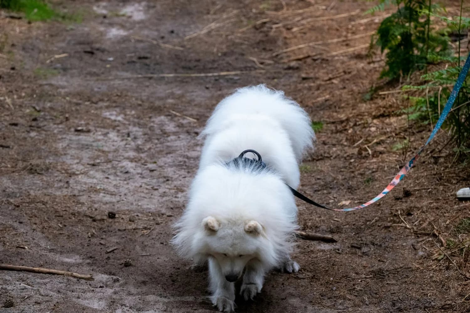 宠率益生菌：250亿活性菌轻松解决萨摩耶犬呕吐问题