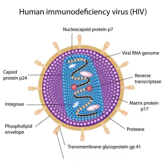 一例HIV抗体阴性窗口期感染者的诊断报告