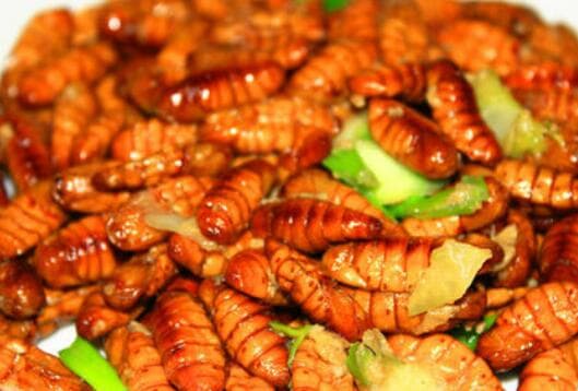 蚕蛹怎么做好吃 蚕蛹的食用方法