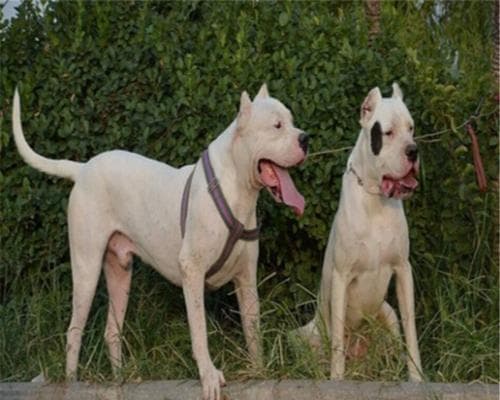 杜高幼犬健康护理全攻略：从营养到心理关怀的15个关键要点