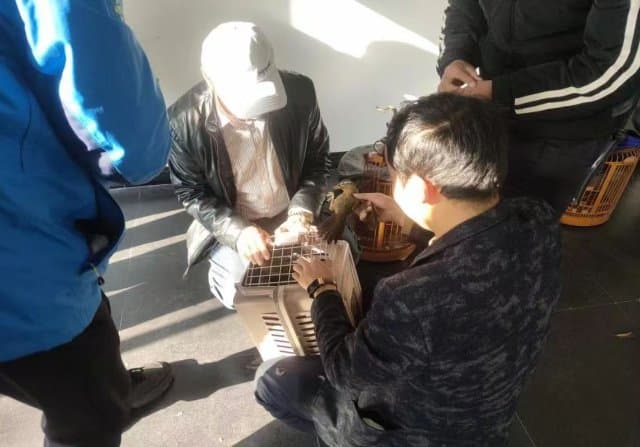 腾冲市民主动上交国家二级保护动物画眉鸟，已顺利放归自然