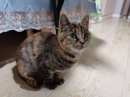 掌握科学喂养，猫儿温顺又亲人