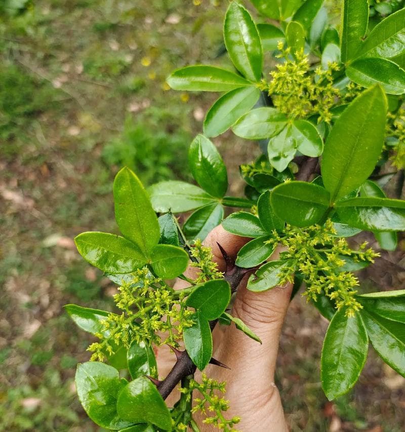花椒的生长环境条件及特点