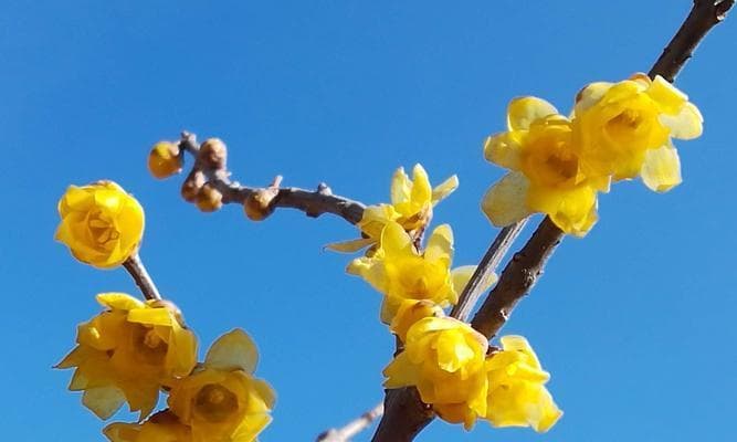 腊梅花语：寒冬里的坚韧与希望