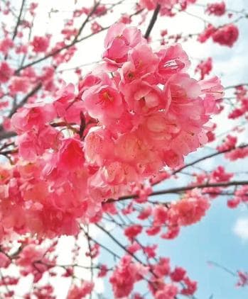 曲靖春日绮丽行：花卉争艳，美景无垠