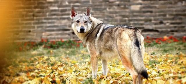 《了解捷克狼犬的饲养方法》（以宠物为主，让你的狗狗快乐成长）