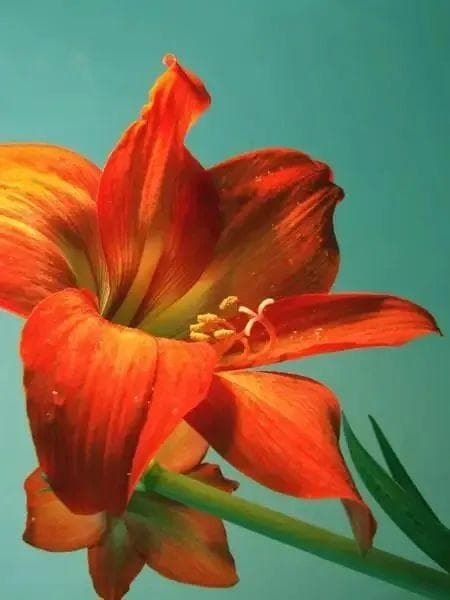 花语：朱顶红｜朱顶红与百合花外形很相似，你知道它们的区别吗