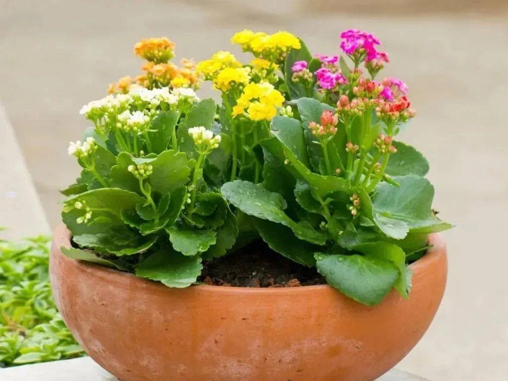 长寿花5月份还在开花，怎么打理才能让后期长得更好