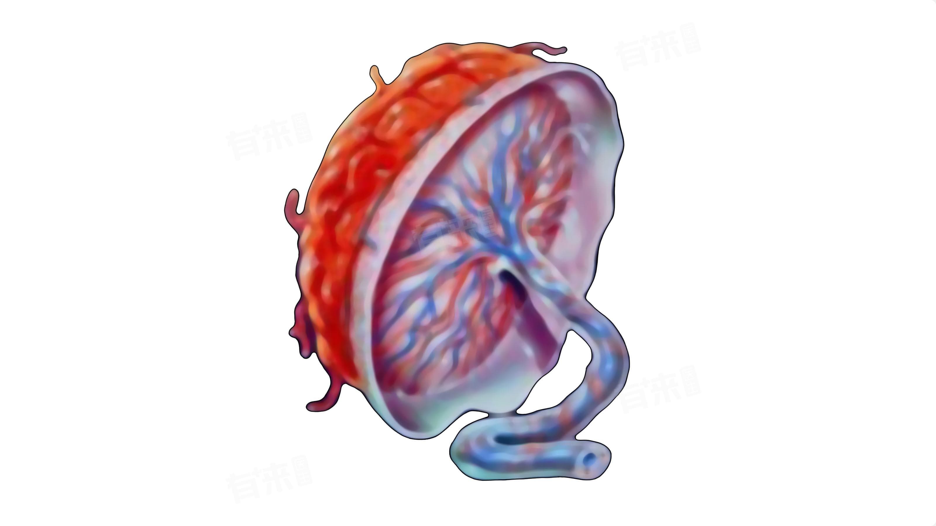 HCG医学上是什么意思