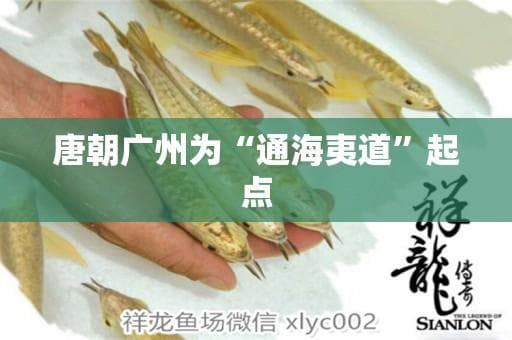 唐朝广州为“通海夷道”起点