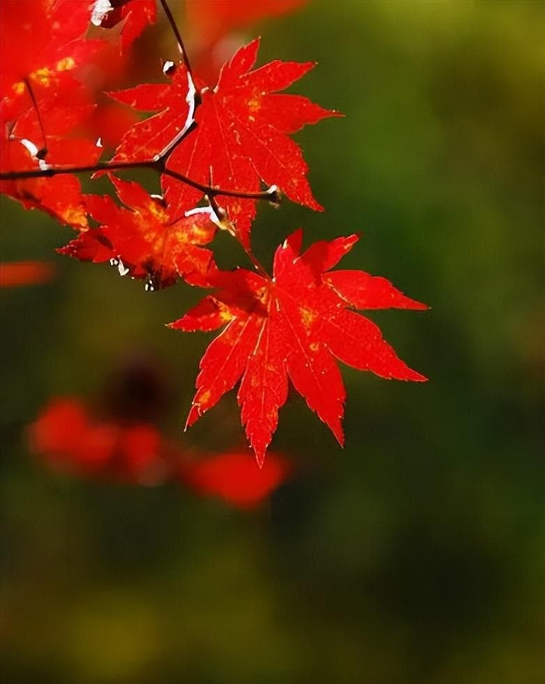 秋意浓 红叶舞，古诗词里的红叶，每一片都是自然最美的韵脚！