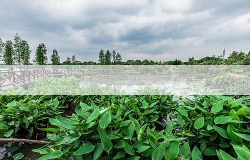 如何处理冲突：冲突解决的有效策略与方法