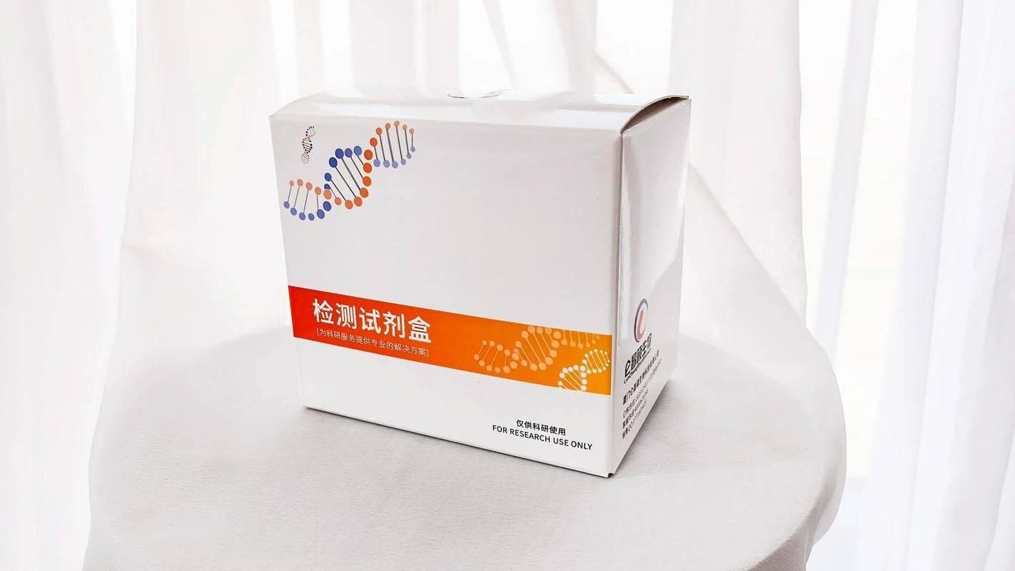 人血管内皮细胞生长因子：生命的血管建筑师与疾病的幕后推手