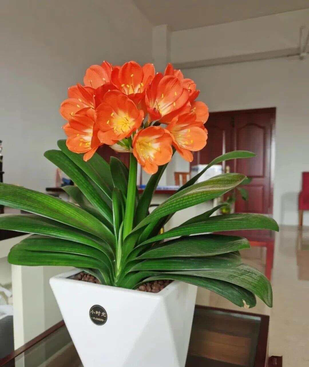 夏天这8种花不用买，掐根枝条丢水里，嗖嗖冒白根！