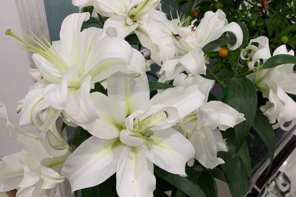 百合花的种植和养殖方法时间