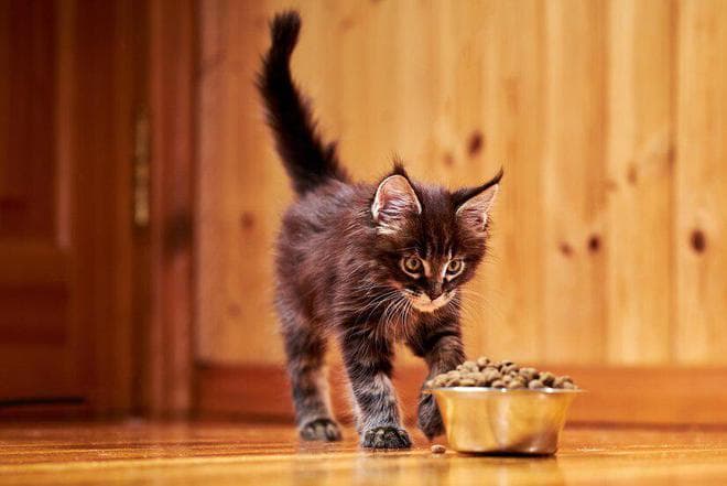 猫粮的主要成分是什么？6大主要成分对猫咪至关重要
