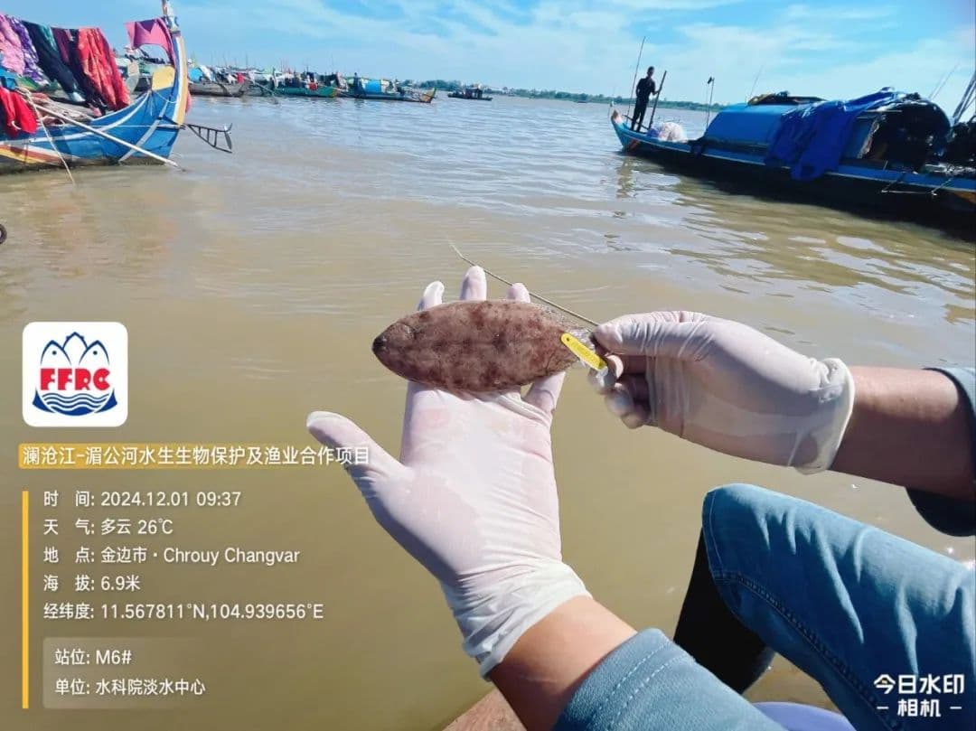 解锁“水中精灵”的生物密码——记2024年湄公河柬埔寨段与洞里萨湖渔业资源调查记