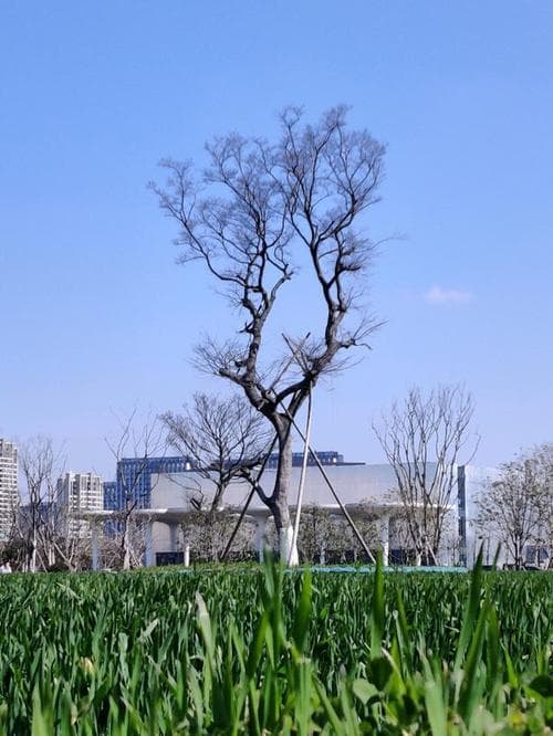 祥子为什么堕落？祥子堕落：北平的绝望铸就的悲剧!