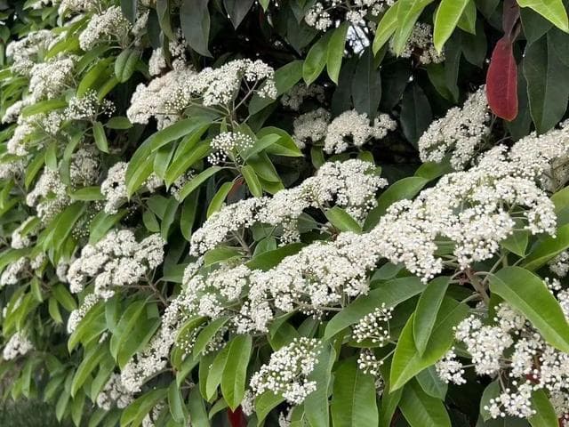 郑州街头这种花儿开了？虽一言“楠”尽，但浑身是宝！