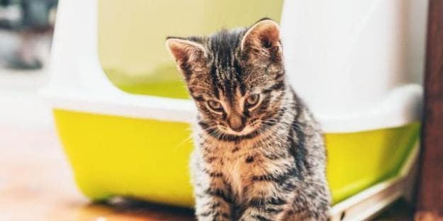 新手养猫必读：从护理到培养感情的全方位指南