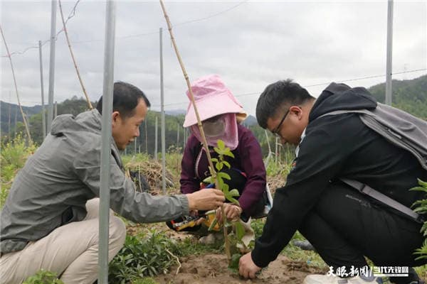 从江县下江镇：“百香果+莲花白”轮栽套种 “一地多用”促增收