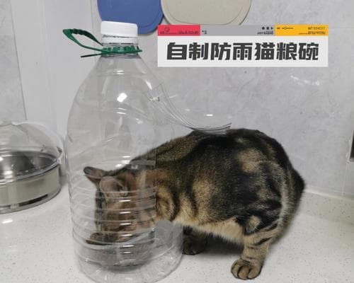 如何自制猫咪猫粮碗？有哪些简单方法？