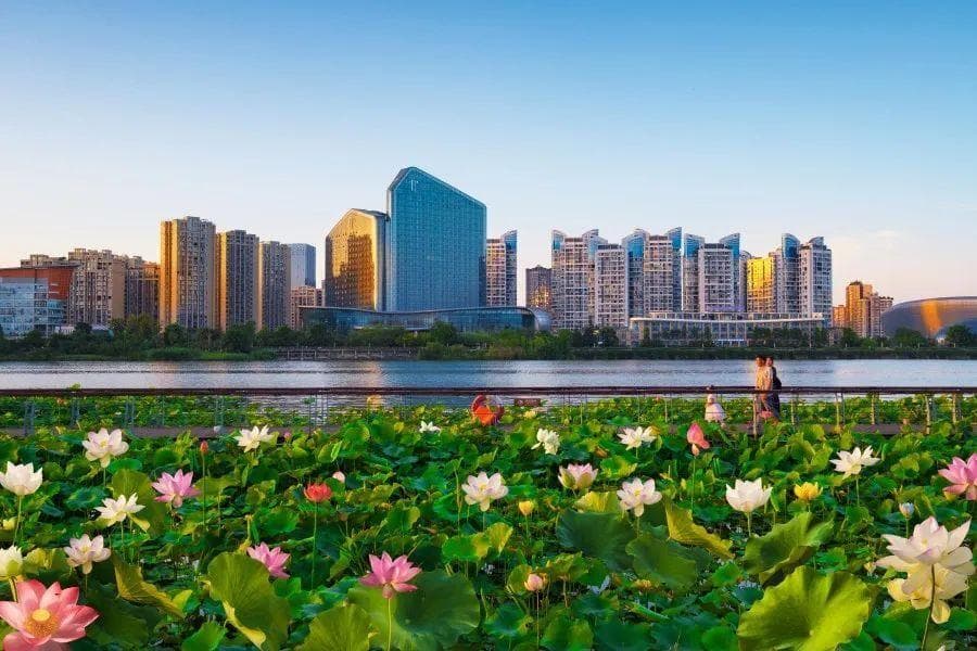 赏荷正当时！一起来看圣莲岛的夏日荷景