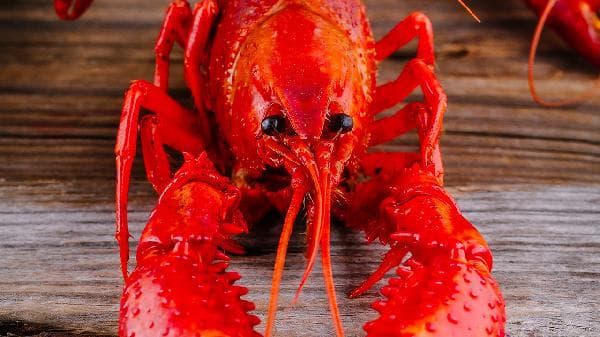 海鲜刺身拼盘有哪些食材