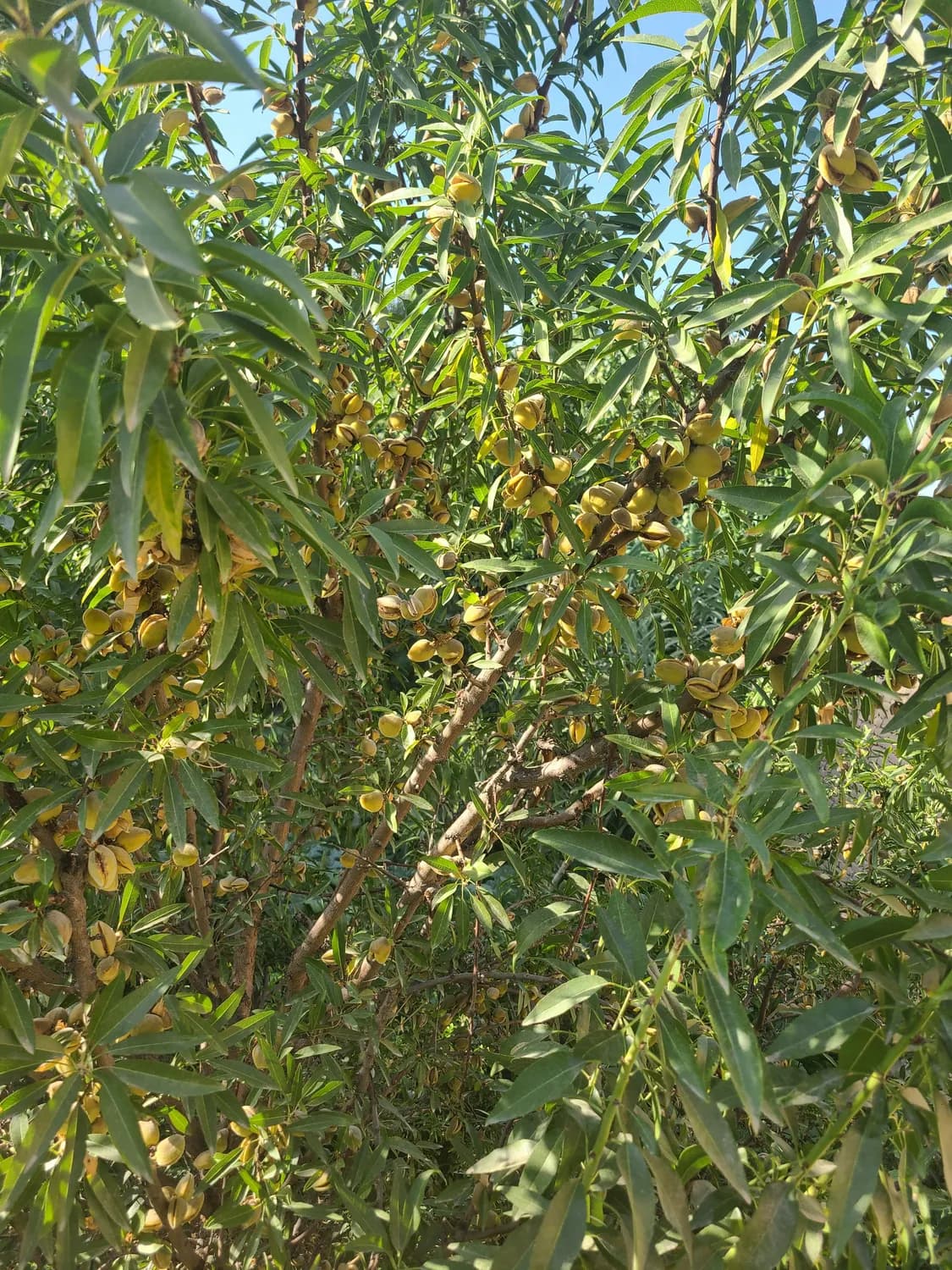 “德州味”品牌建设：乐陵小枣与武城辣椒的崛起之路