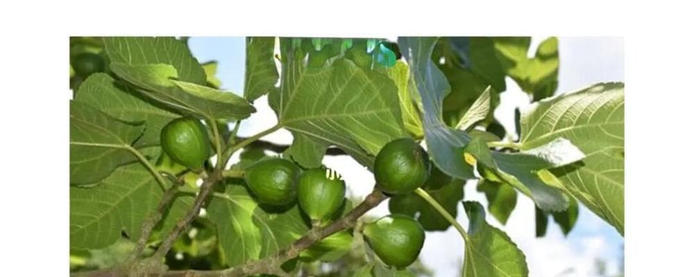 无花果种植时间与生长周期的详细介绍（了解无花果的成长规律，做好种植准备）