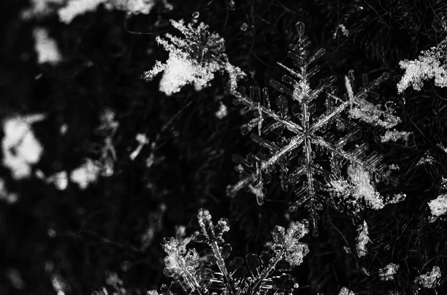 给孩子家的白色狗狗起名，雪雪太萌啦！