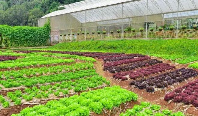 蔬菜水果打完农药多久没毒性了？这三类蔬菜的农药残留高