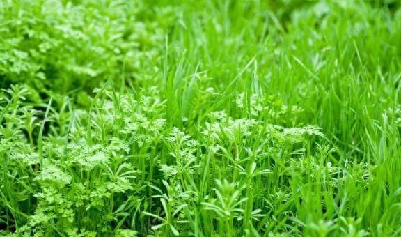 春季养生食材地皮菜：三种家常做法详解