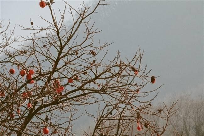 科学食用柿子：营养价值与禁忌人群一文读懂
