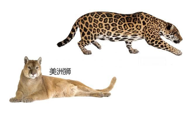 美洲虎又名美洲狮？其实这是两种差别较大的动物