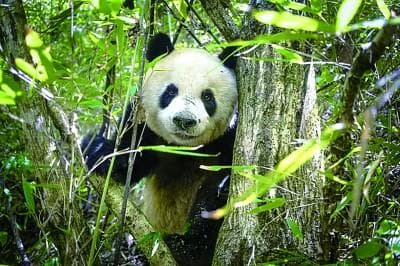 秦岭：千峰耸翠色 万类竞自由
