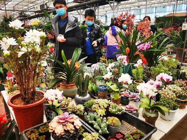 天津曹庄子花卉市场，深秋赏花，澳门手信相伴的温馨之旅