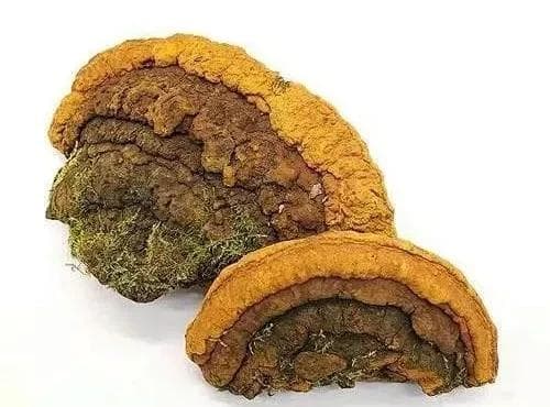 具有潜在抗癌作用的可食用真菌桑黄的研究进展