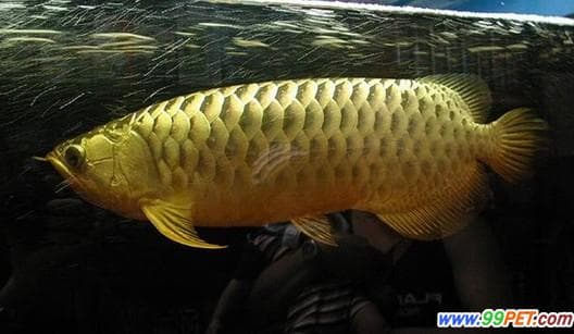金龙鱼的分布与生活习性（图）