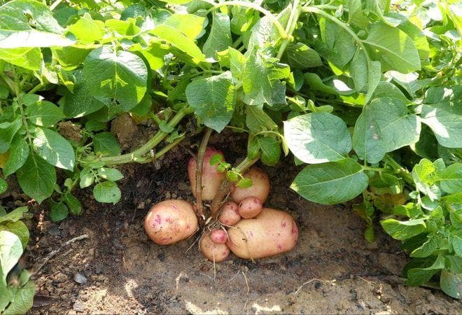 蔬菜种植的最佳肥料选择